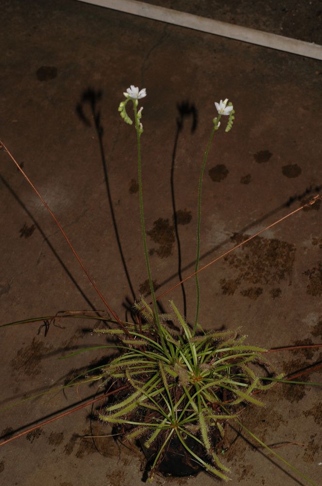 Droseraceae Drosera capensis