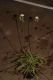 image of Drosera capensis