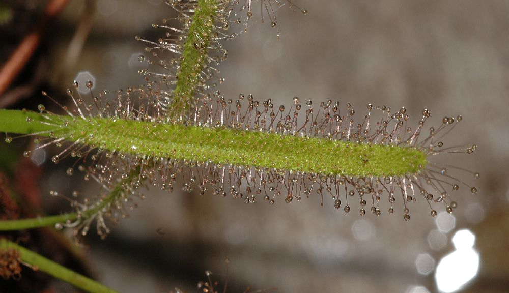 Droseraceae Drosera capensis
