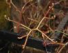 image of Drosera 