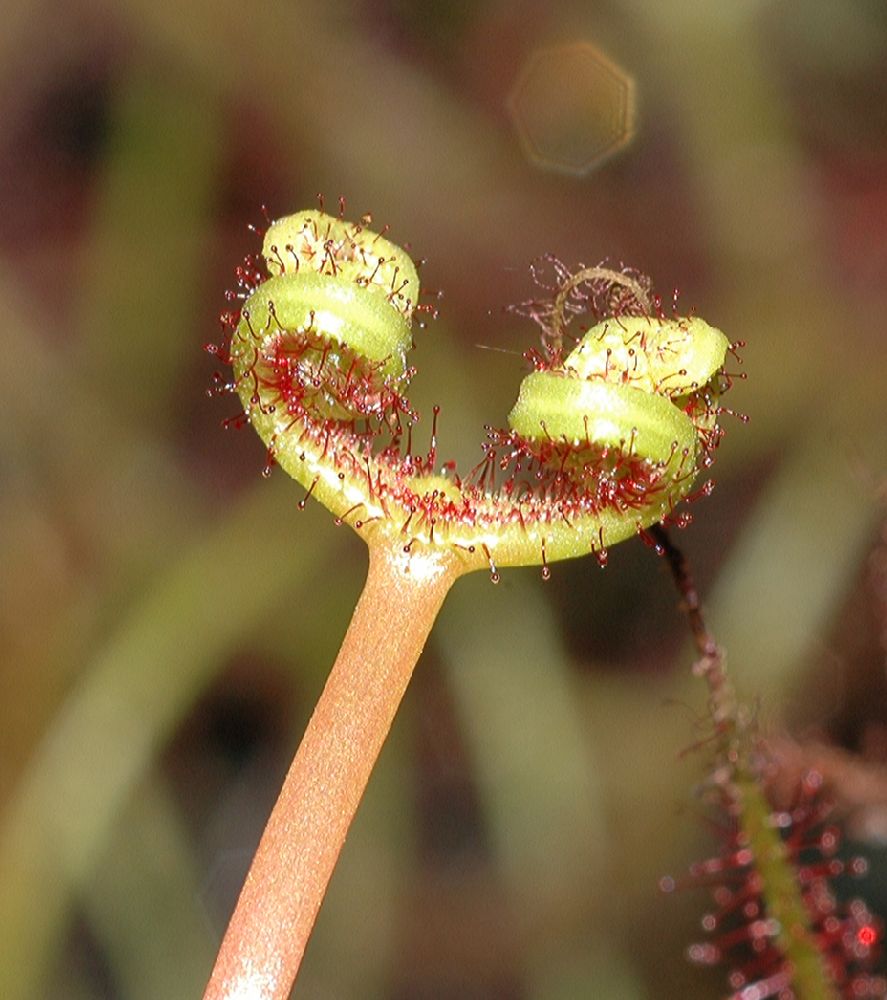 Droseraceae Drosera 