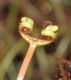 image of Drosera 