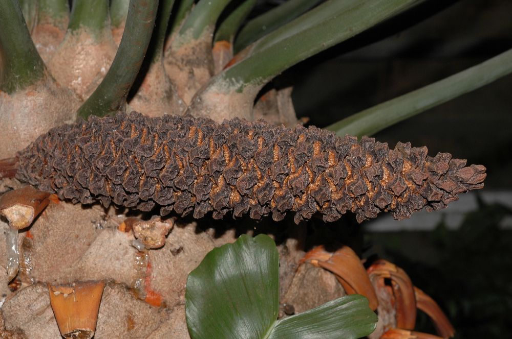 Zamiaceae Encephalartos horridus