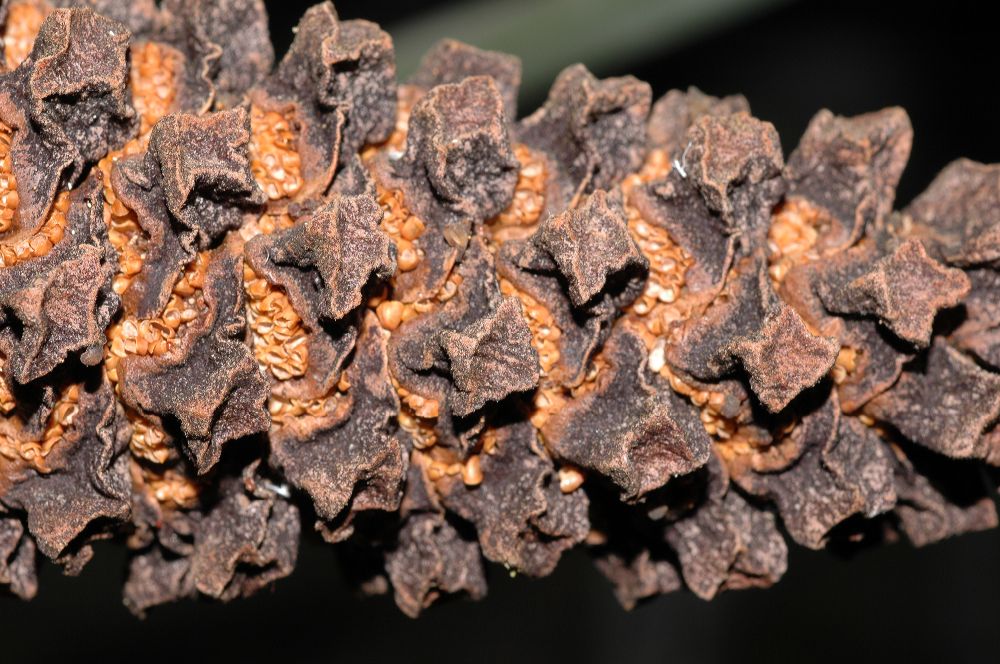 Zamiaceae Encephalartos horridus