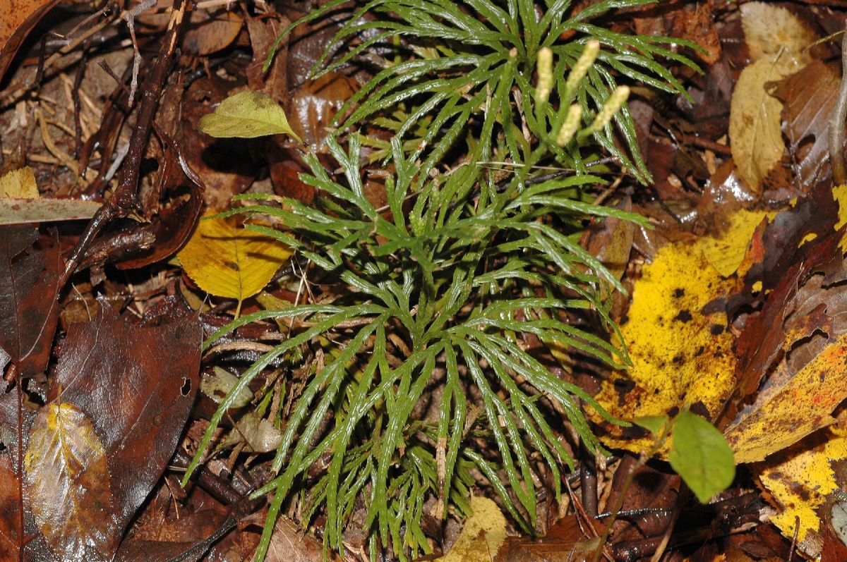 Lycopodiaceae Diphasiastrum digitatum