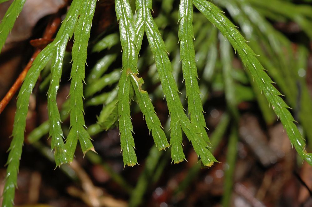 Lycopodiaceae Diphasiastrum digitatum