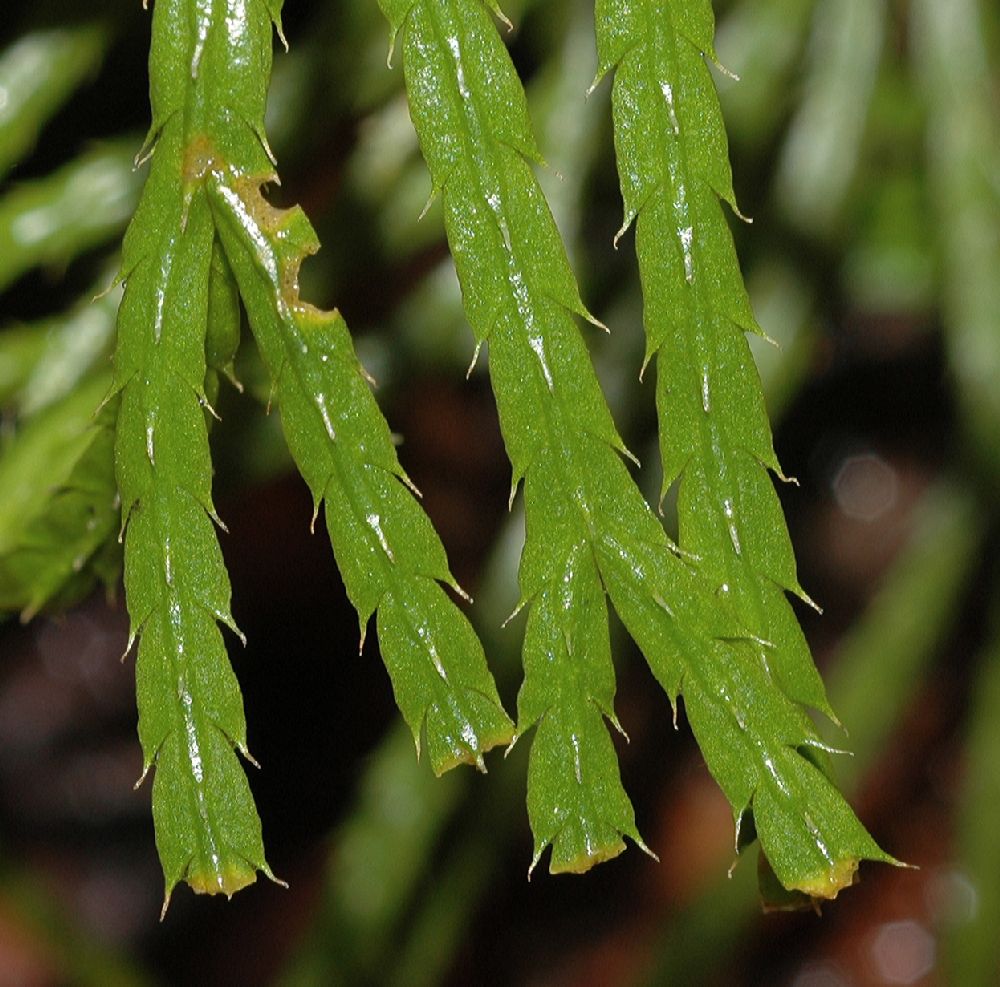 Lycopodiaceae Diphasiastrum digitatum