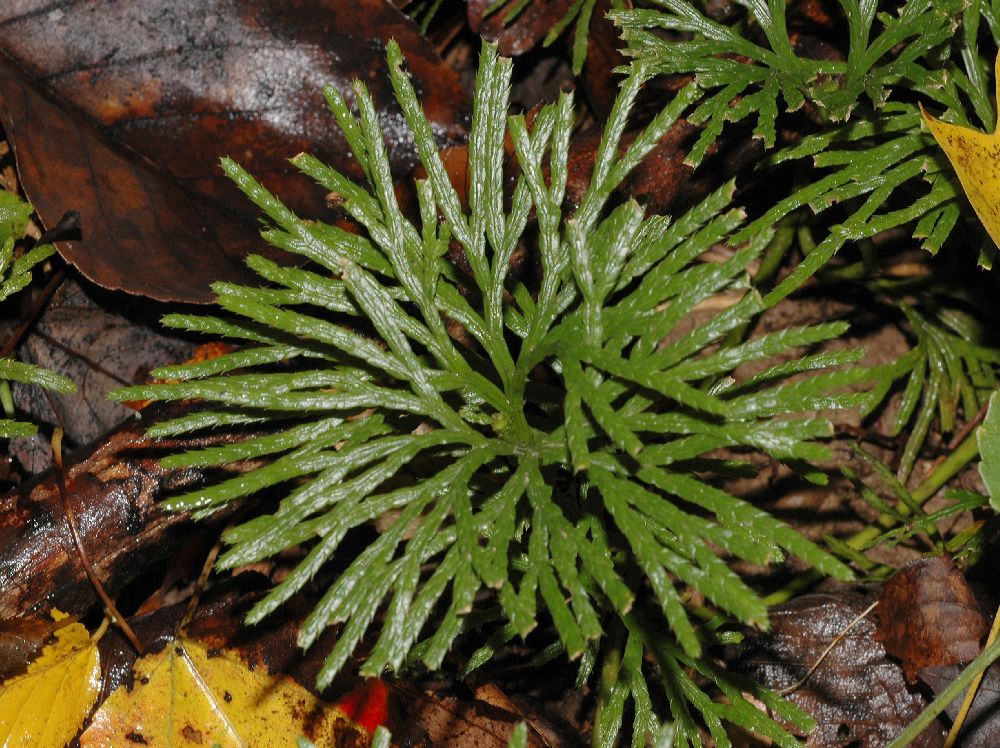 Lycopodiaceae Diphasiastrum digitatum