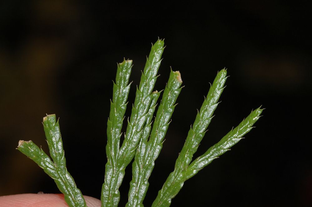 Lycopodiaceae Diphasiastrum digitatum