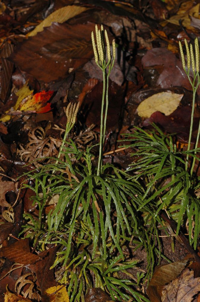 Lycopodiaceae Diphasiastrum digitatum