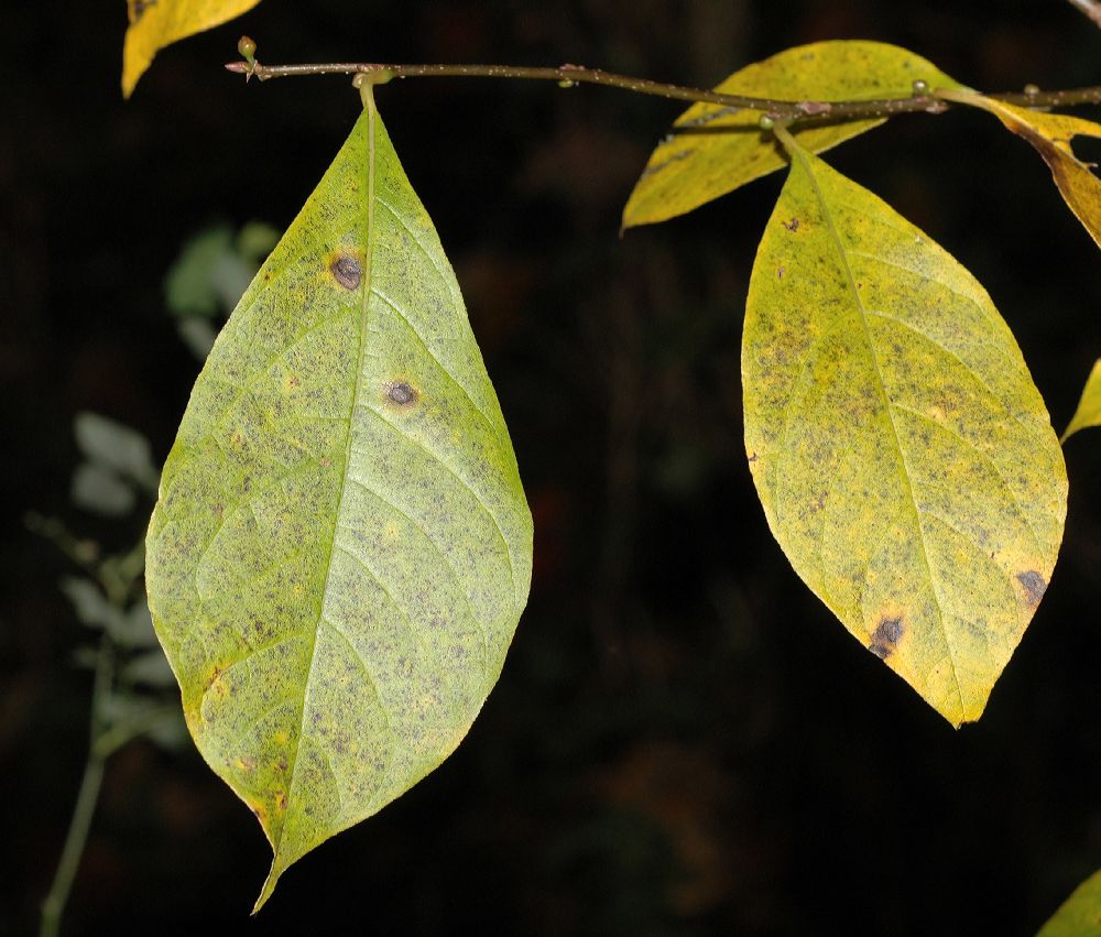 Nyssaceae Nyssa sylvatica