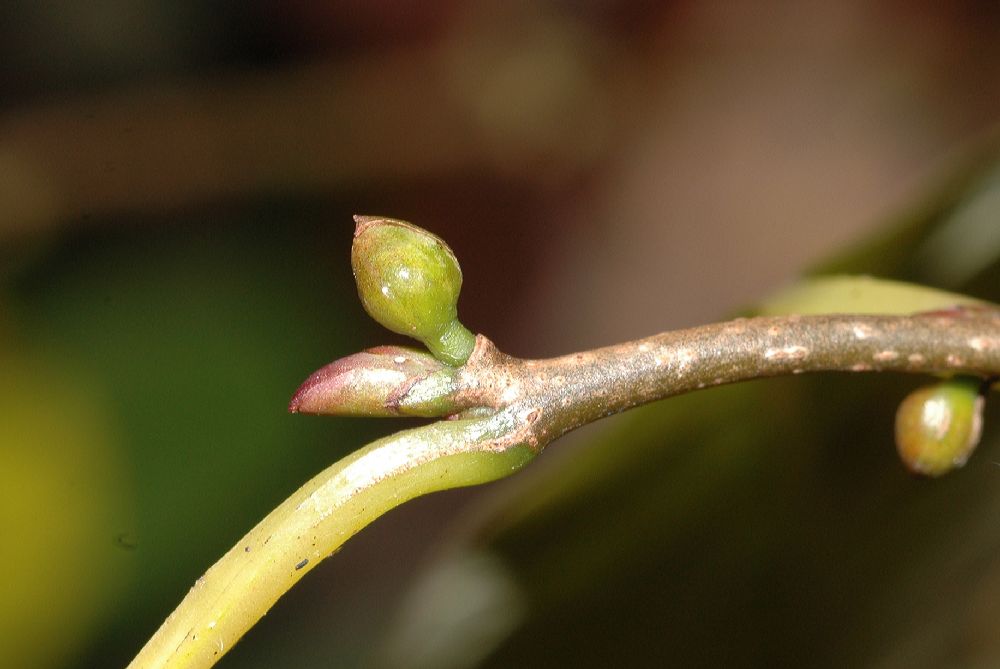 Nyssaceae Nyssa sylvatica