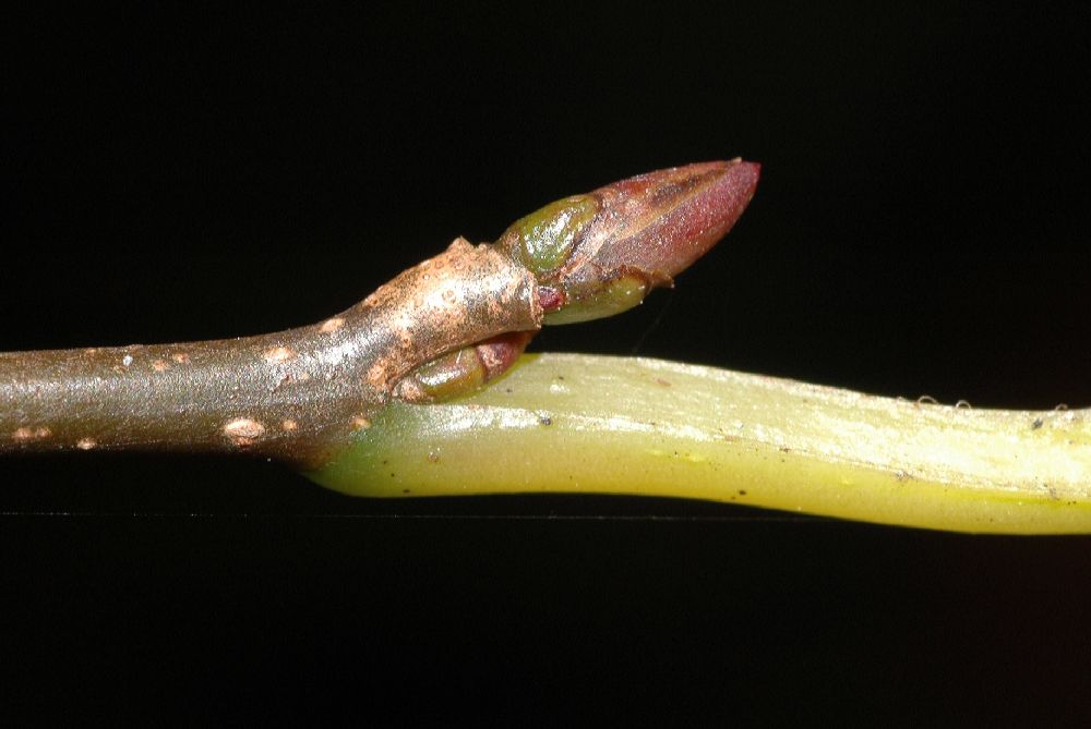 Nyssaceae Nyssa sylvatica
