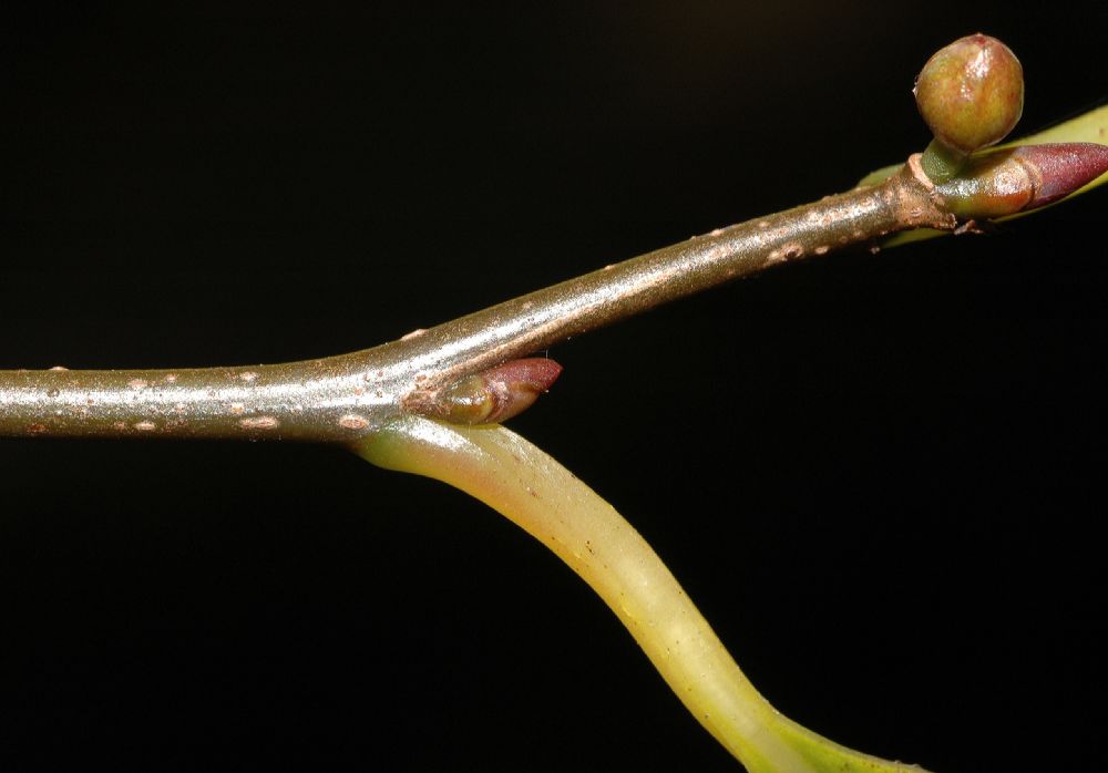 Nyssaceae Nyssa sylvatica