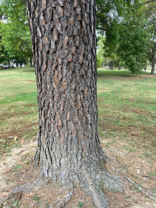 Pinaceae Pinus nigra