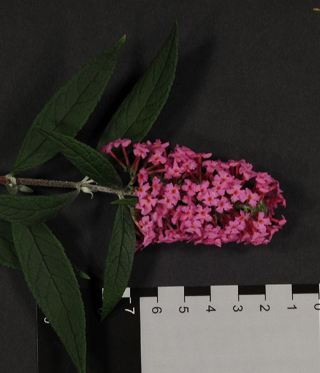 Scrophulariaceae Buddleja 