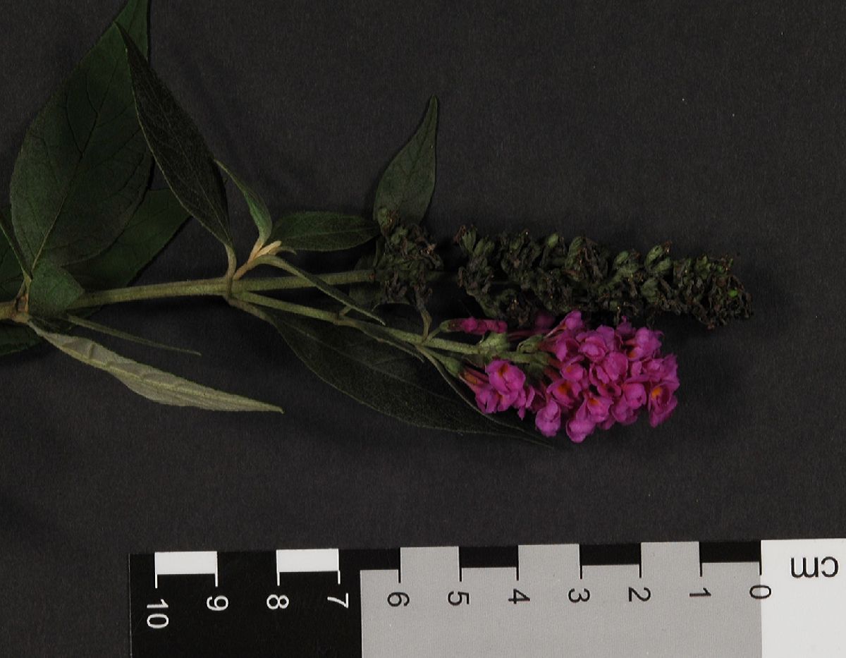 Scrophulariaceae Buddleja 