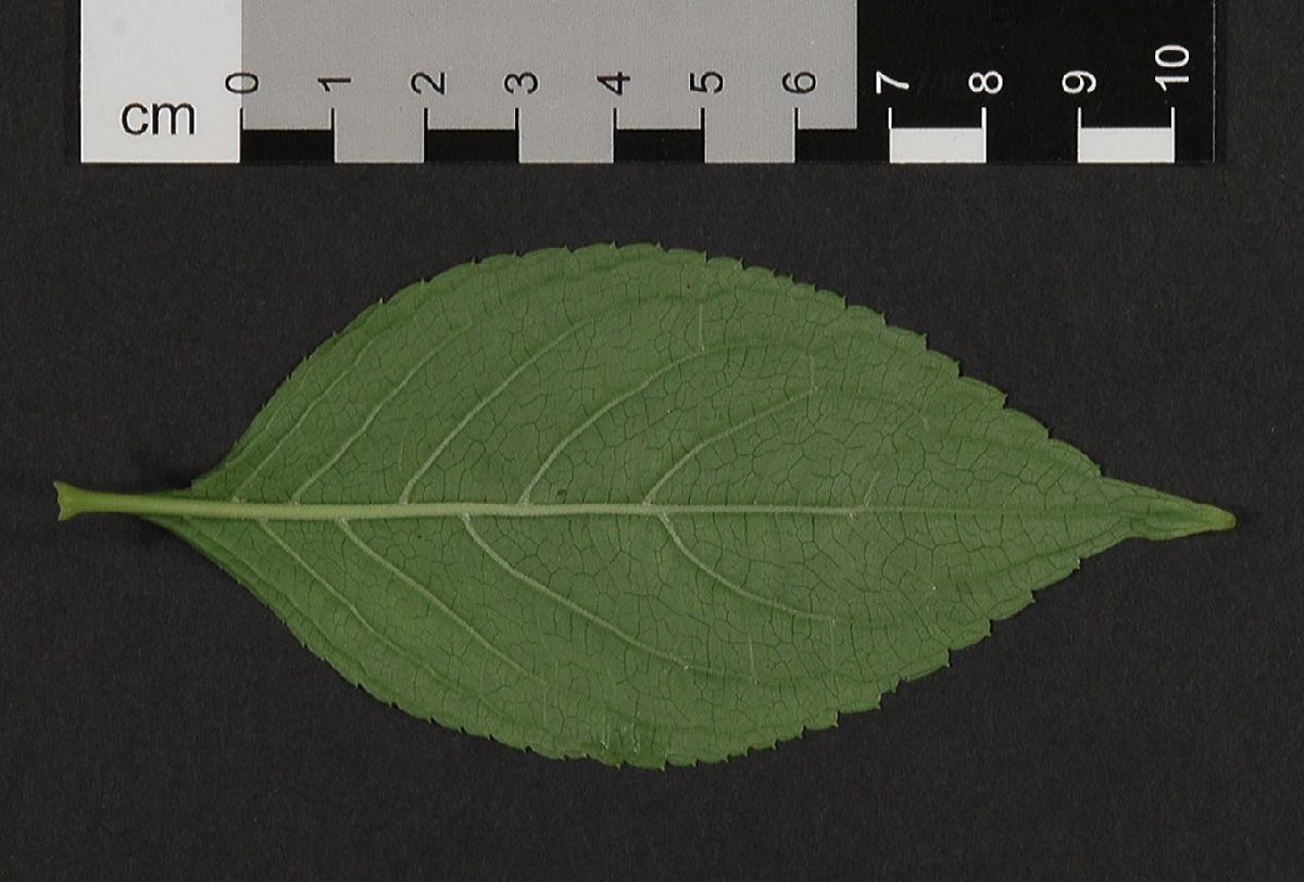 Hydrangeaceae Hydrangea 