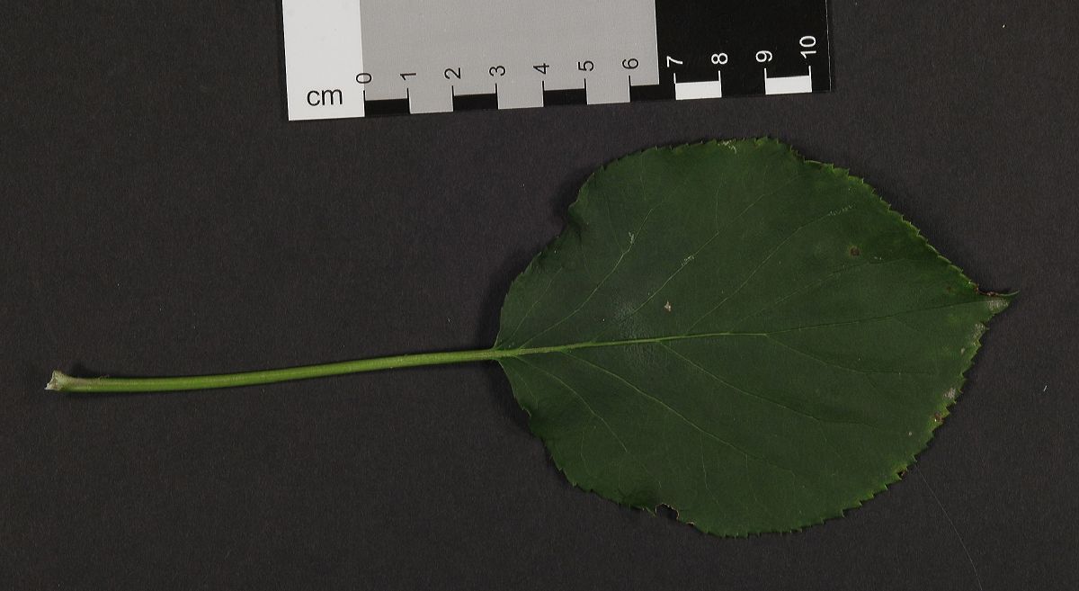 Hydrangeaceae Hydrangea  anomola