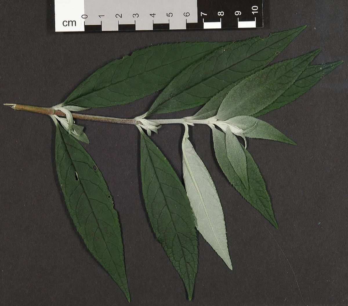 Scrophulariaceae Buddleja  