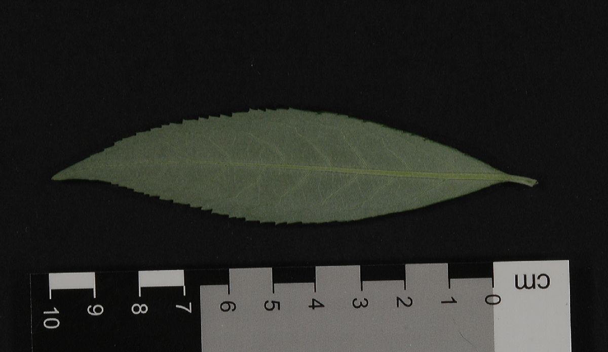Scrophulariaceae Buddleja  