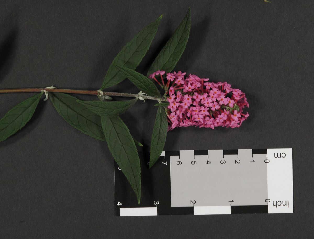 Scrophulariaceae Buddleja 