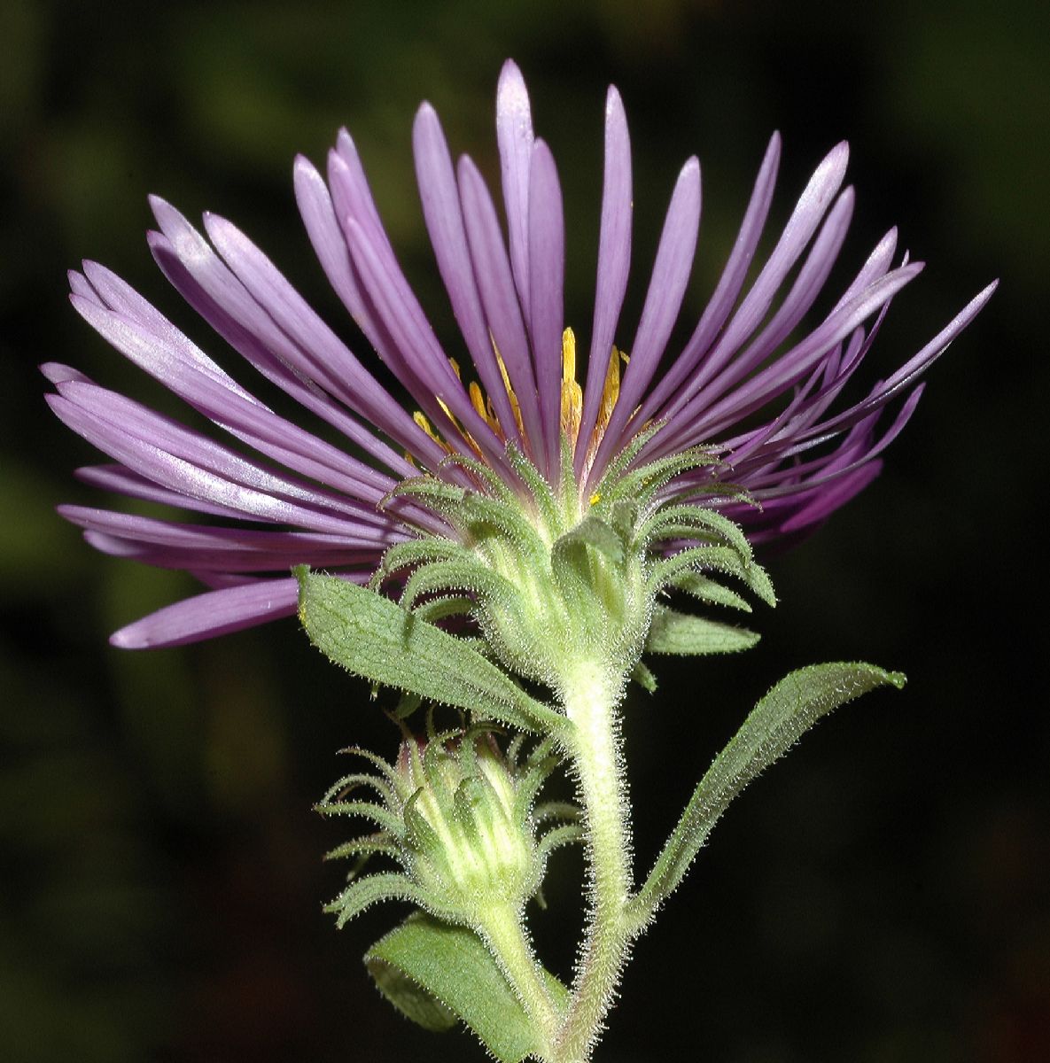 Asteraceae Aster novae-angliae