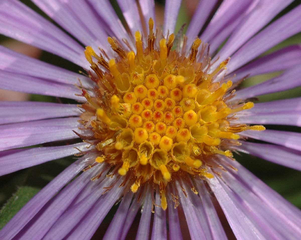 Asteraceae Aster novae-angliae