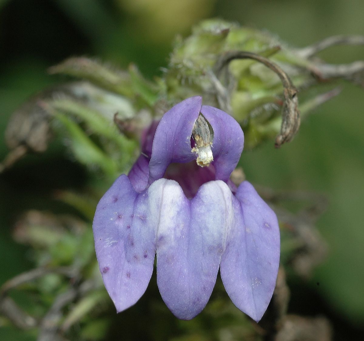 Campanulaceae Lobelia siphilitica