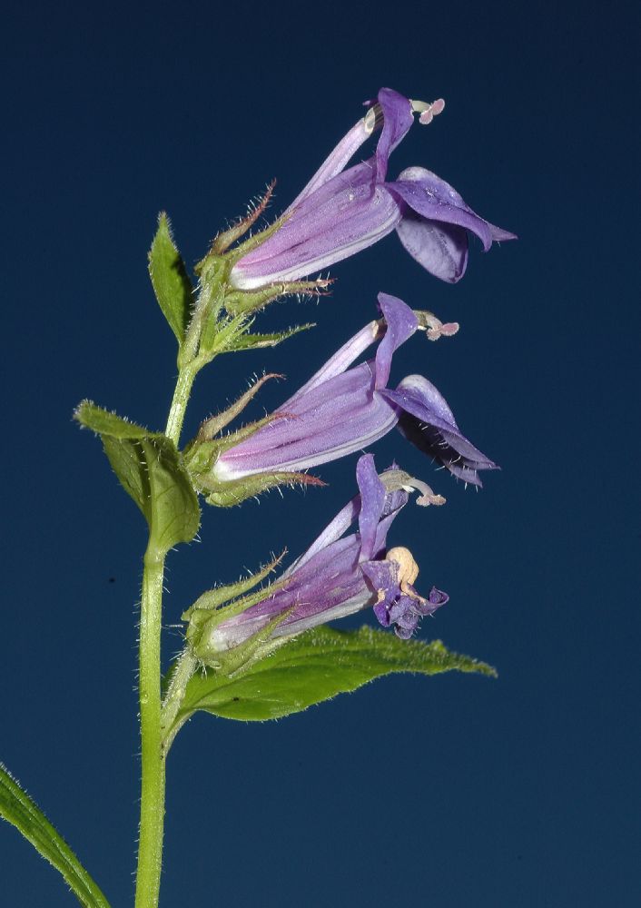Campanulaceae Lobelia siphilitica