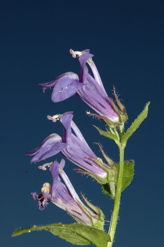 Campanulaceae Lobelia siphilitica