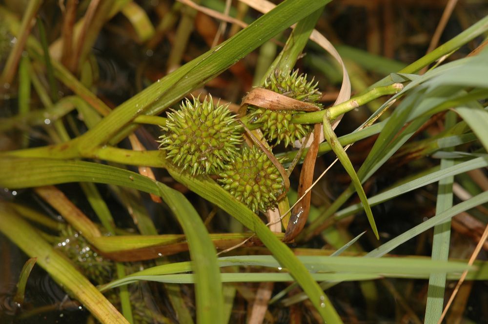 Typhaceae Sparganium angustifolium