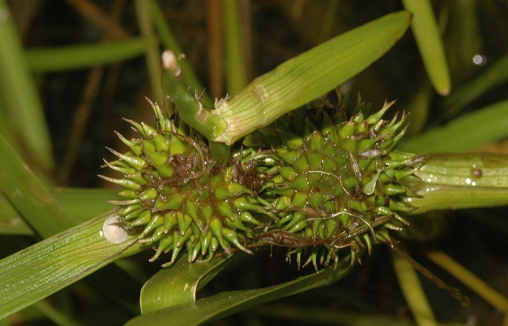 Typhaceae Sparganium angustifolium