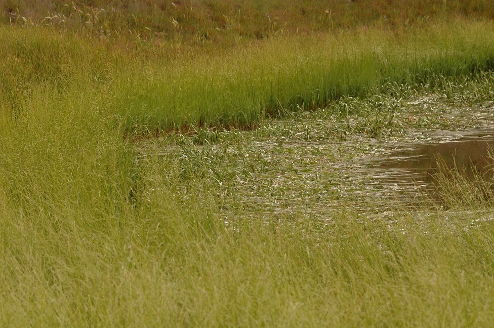 Typhaceae Sparganium angustifolium