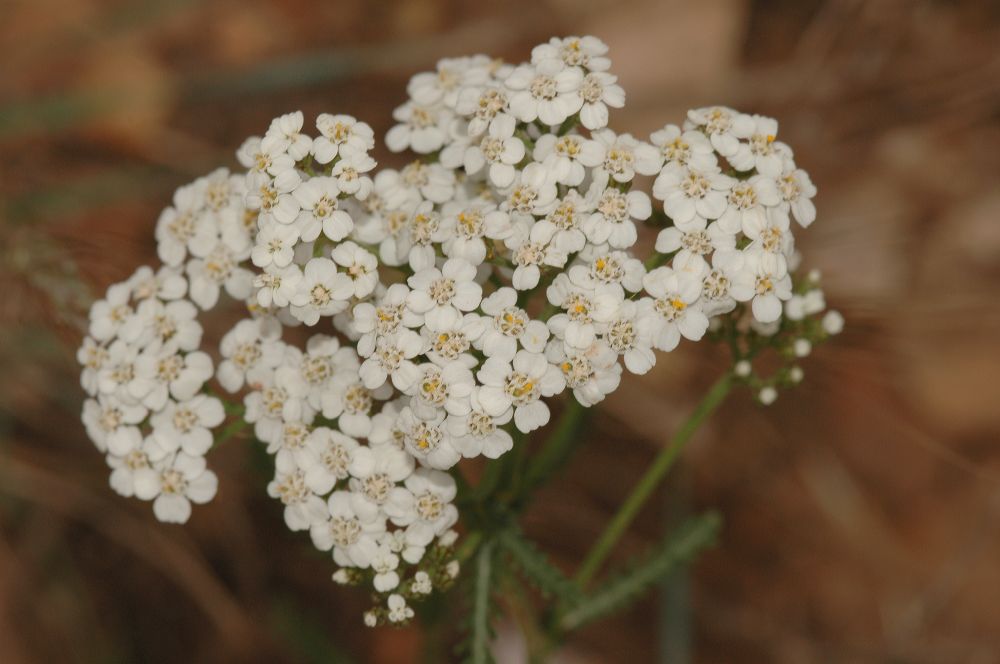 Asteraceae Achillea 