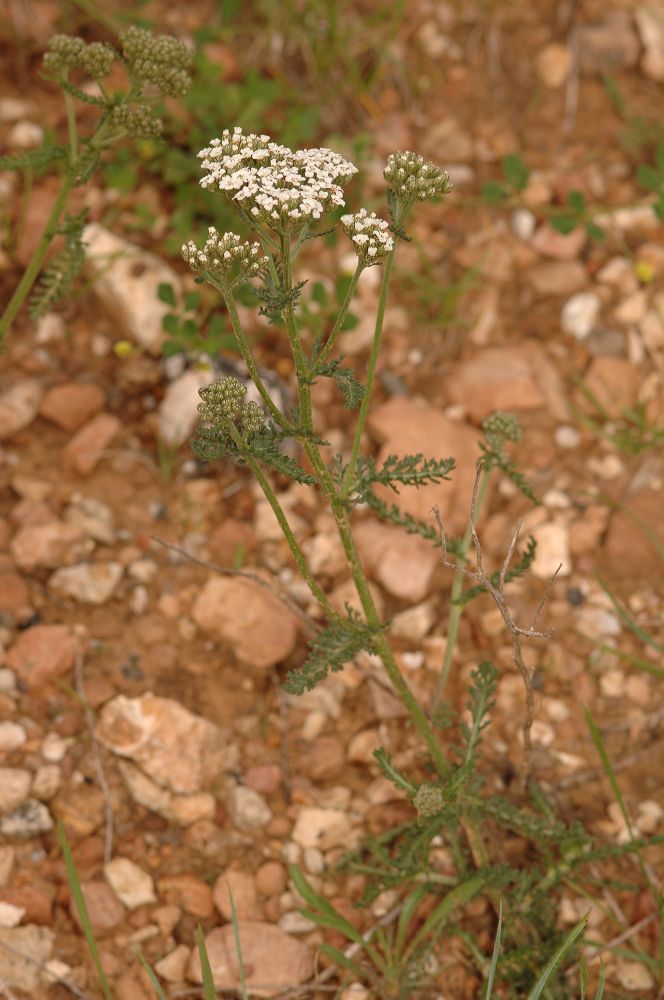 Asteraceae Achillea 