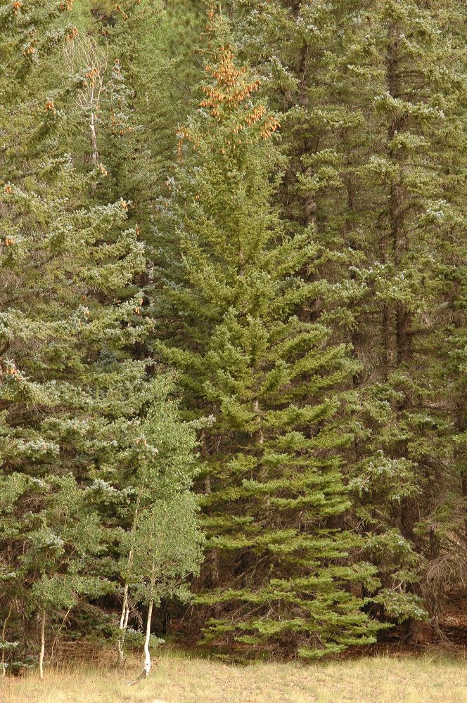 Pinaceae Picea pungens