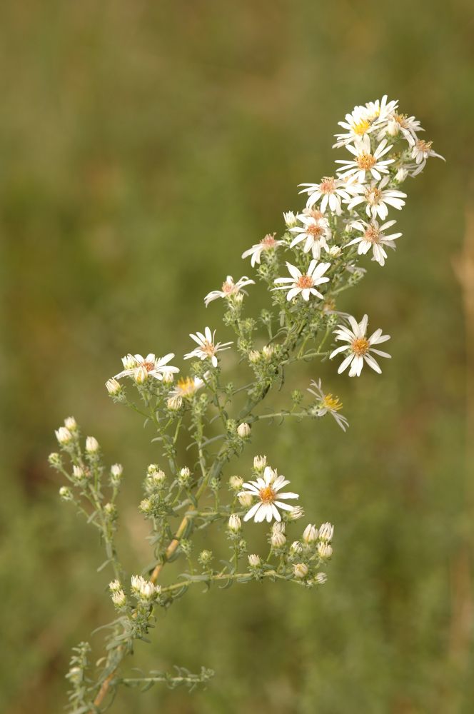 Asteraceae Aster 