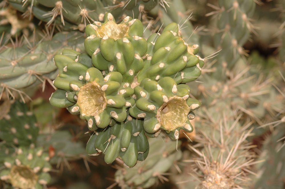 Cactaceae Opuntia 