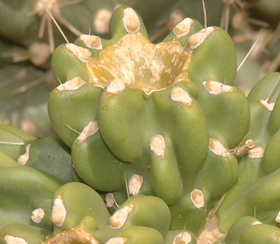 Cactaceae Opuntia 