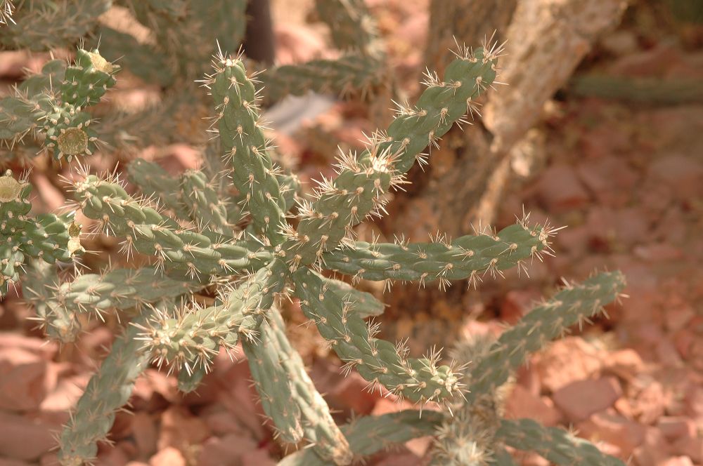 Cactaceae Opuntia 