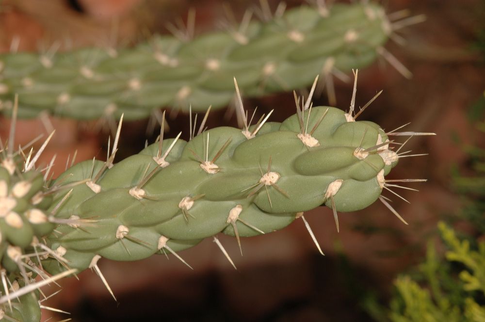 Cactaceae Opuntia 