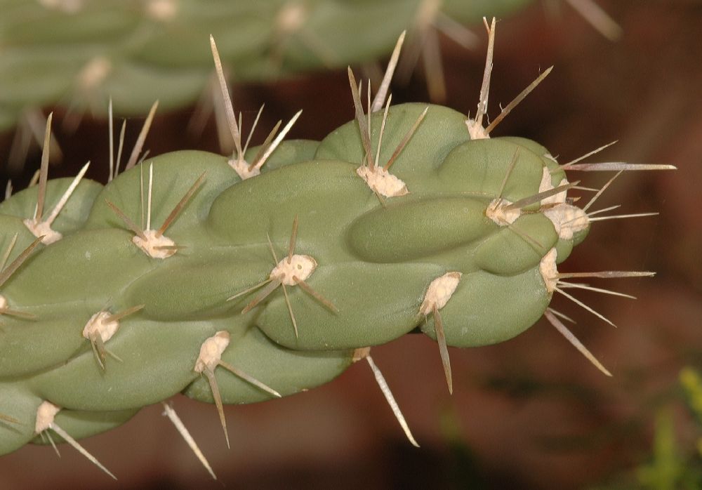 Cactaceae Opuntia 