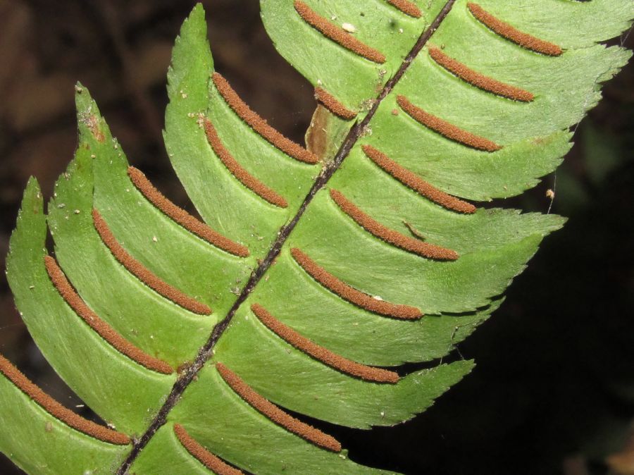 Pteridaceae Adiantum alarconianum