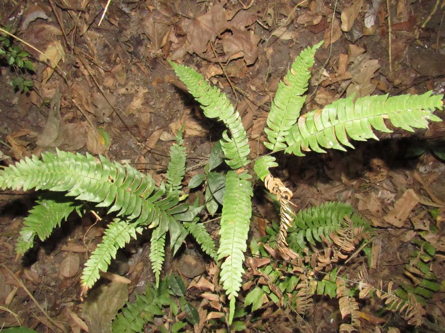 Pteridaceae Adiantum alarconianum