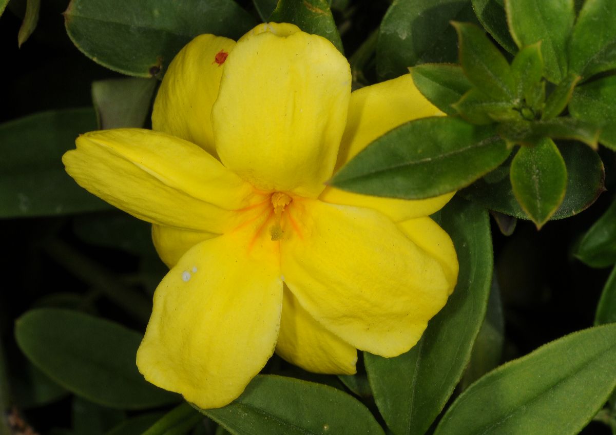 Oleaceae Jasminum mesnyi