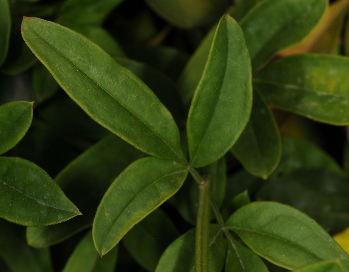 Oleaceae Jasminum mesnyi