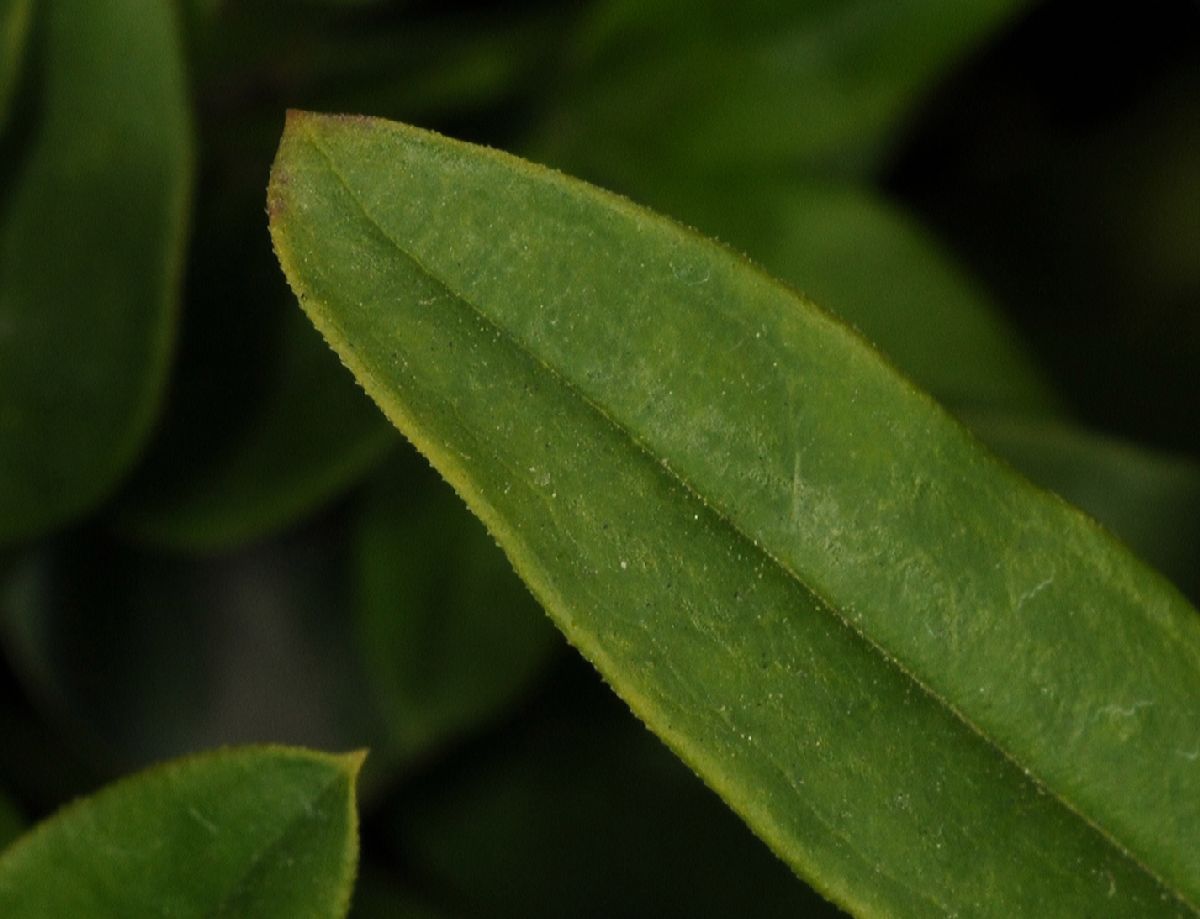 Oleaceae Jasminum mesnyi