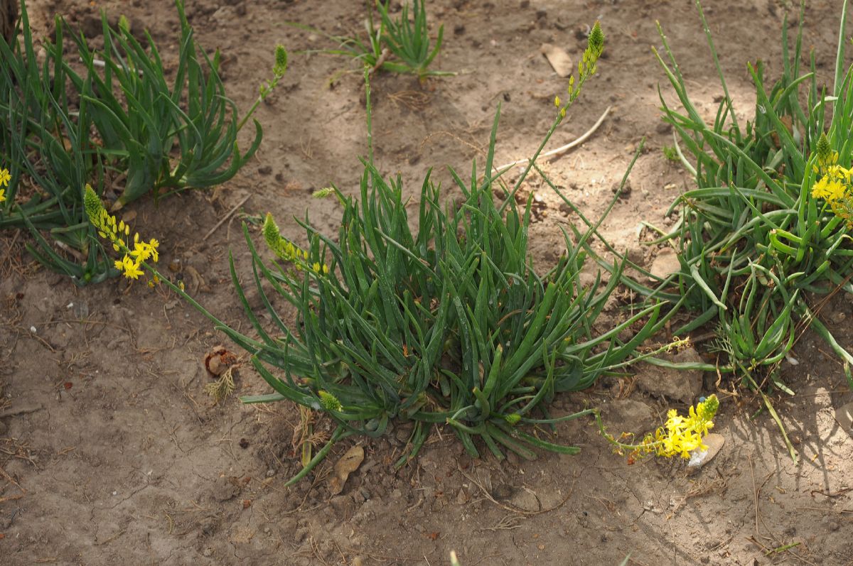 Asphodelaceae Bulbine 