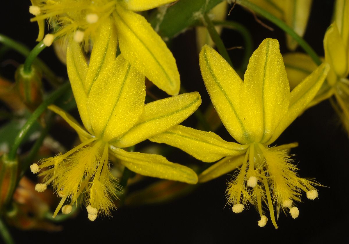 Asphodelaceae Bulbine 